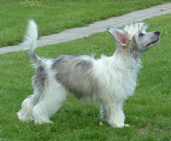 Chinetta's Catchy Pilgrim