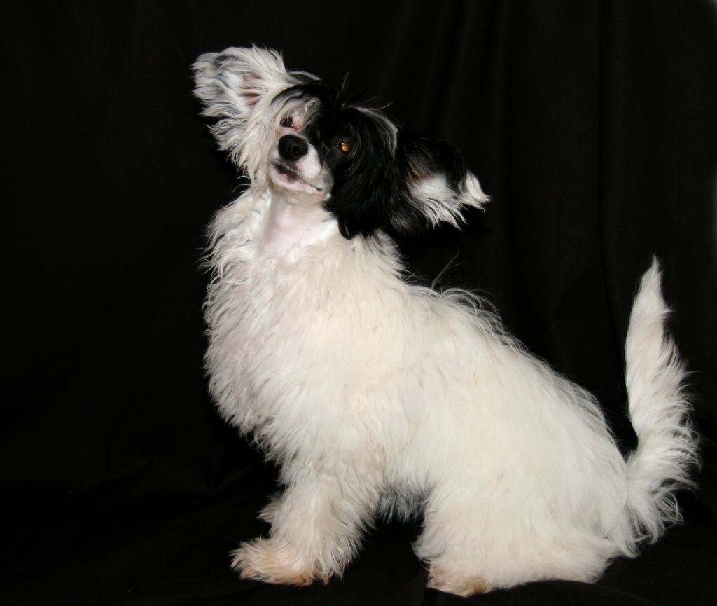 Chinetta's Covet Kalevala