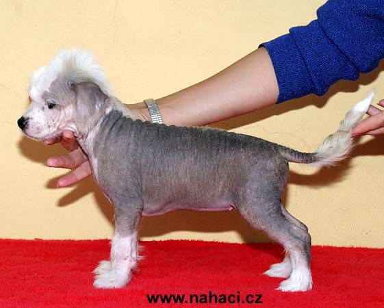 Fanny od Kimovy boudy