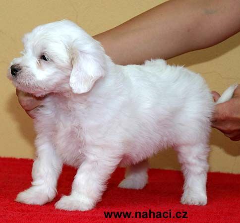 Finna od Kimovy boudy