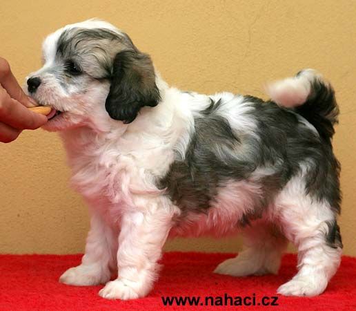 Fren od Kimovy boudy