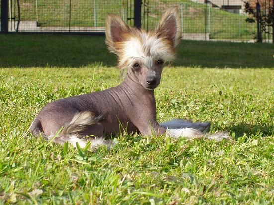 Brady Plysovy pritel