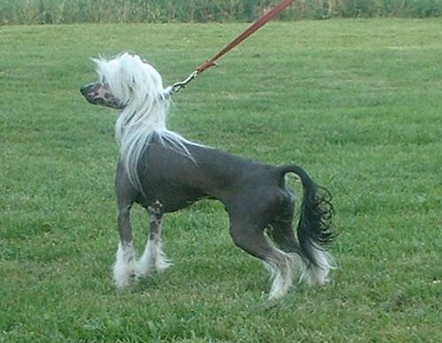 Merlin z Jasne Hvezdy