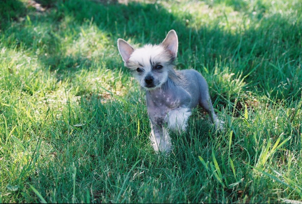 Pixie's KaleidoscopeDeRosas RM