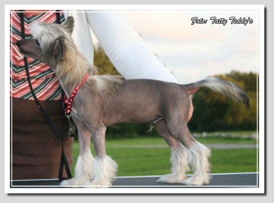 Emanazione's Go Go Mr Tokelau