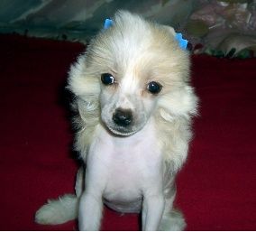 Kamaji Let The Good Times Roll