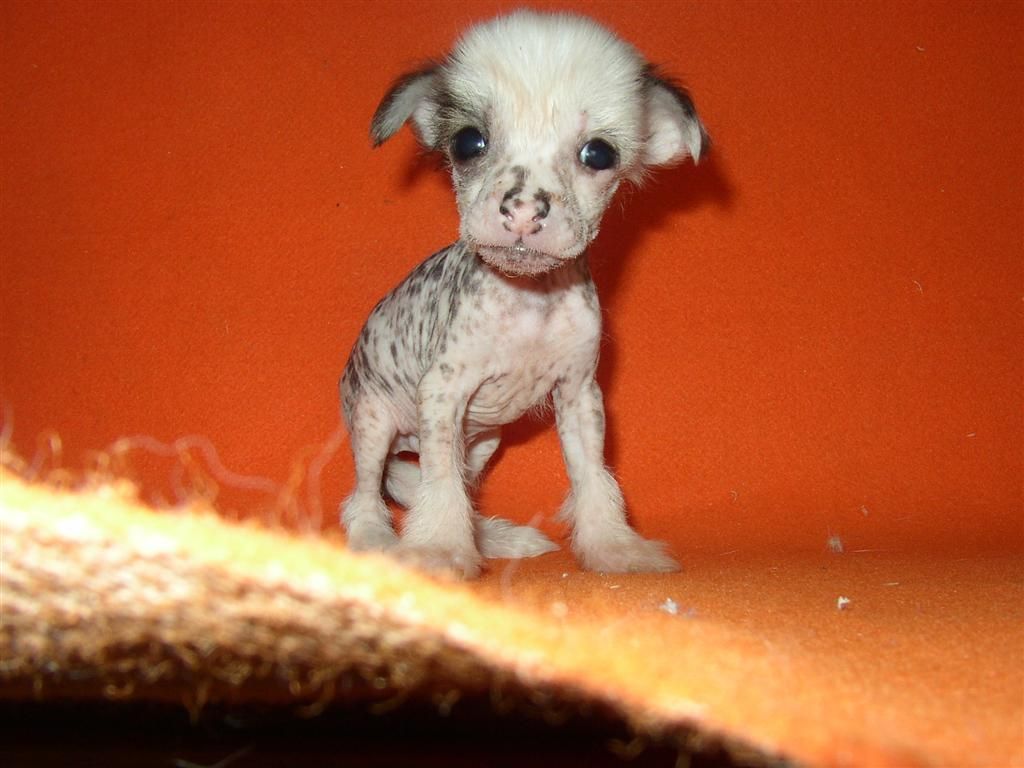 Dante Pink Od Chlpiku