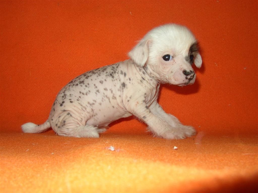 Dancing Queen Od Chlpiku