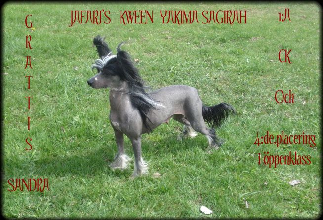 Jafari's Kween Yakima Sagirah