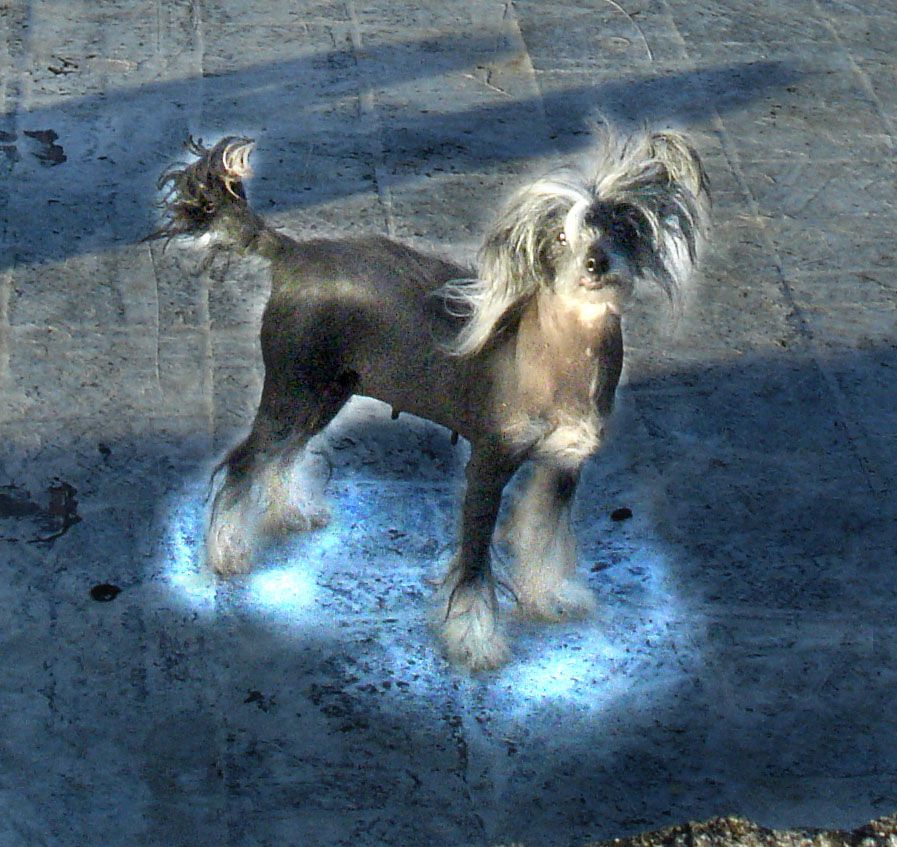 Moños Rojos An Academy Award