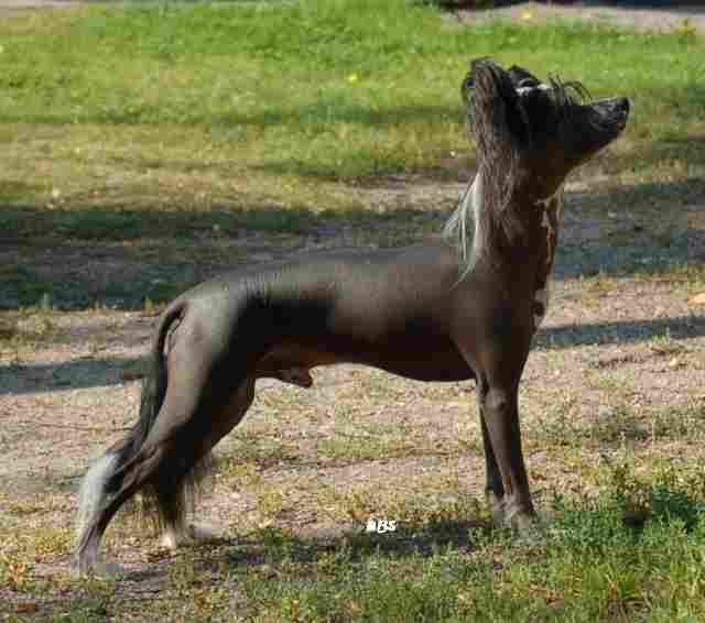 Mooncrest Candyman Can