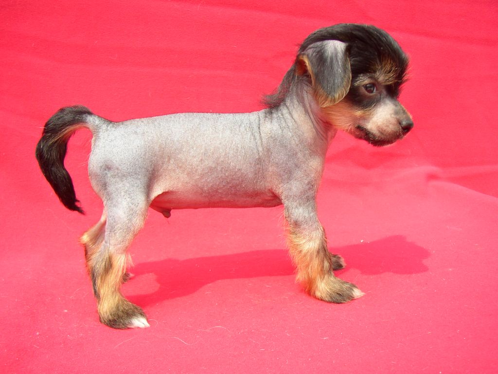 Frendor's Black Jack