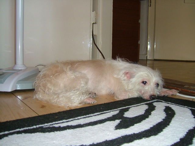 Frendor's Batida de Coco