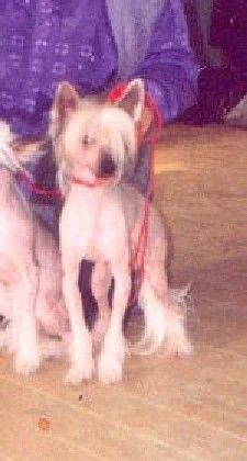 Vivat Sanraiz Orinoko