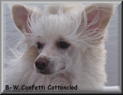 Blue Wing's Confetti Cottoncloud