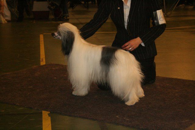 Old Chum's Knight of North