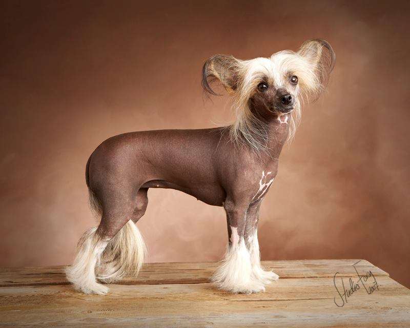 Old Chum's Kangaroo's Kiss