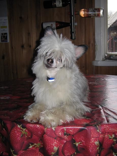 Zödra Gremlins Cocos