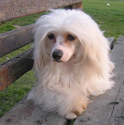 Cecilka Powder od Chlpíku