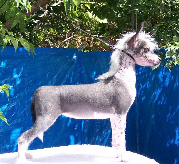 Crestyle Envision This HL