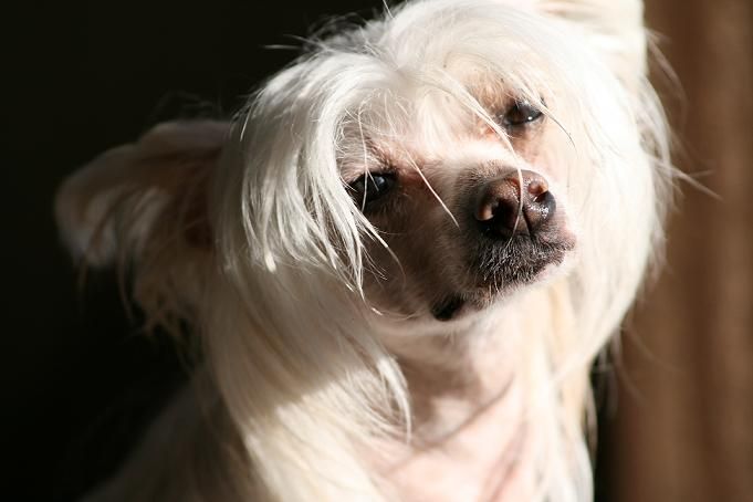 Sunstreaker Aristocrat