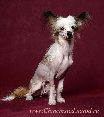 Rus Exotik Avenju Lajzietta