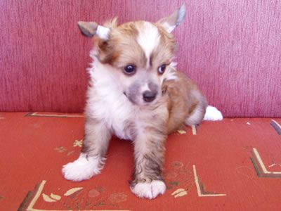 Komediant z Wyspy Uznam