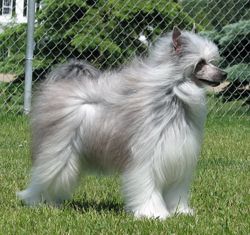 Azzana The Great Pharaoh