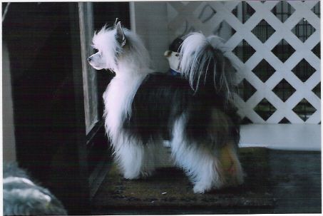 Babylon Brillant Mephisto