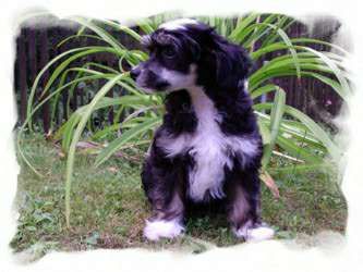 Amigo Mio Little Pony