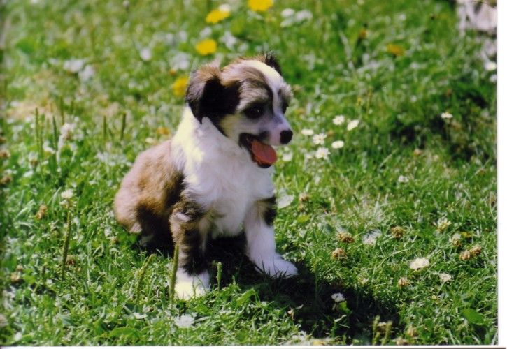 Amaretto Little Pony