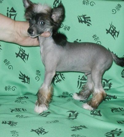 Flam Top Model De Rama