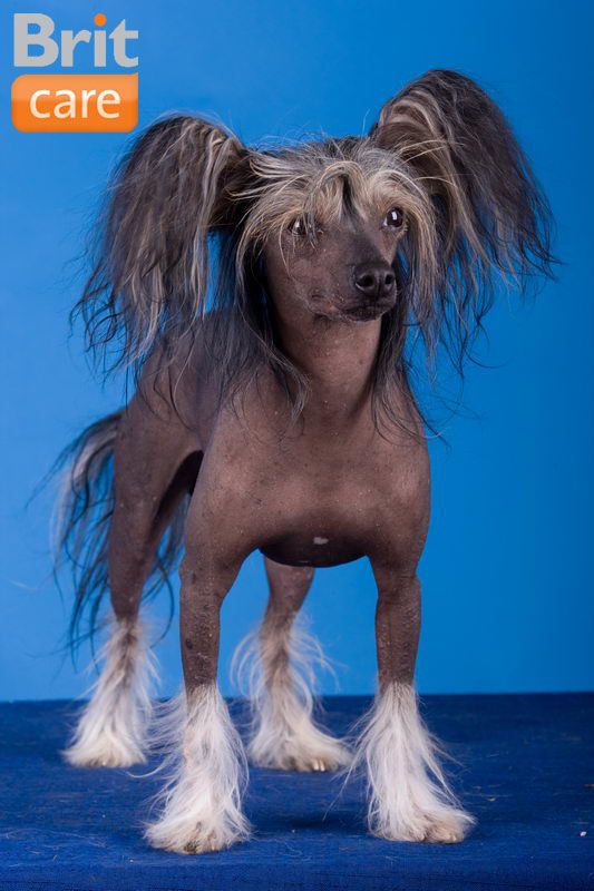 Diego Pequeno Monteka