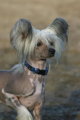 Better Be True of Angel's Legacy