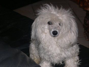 Van Gogh des Bois Jarez