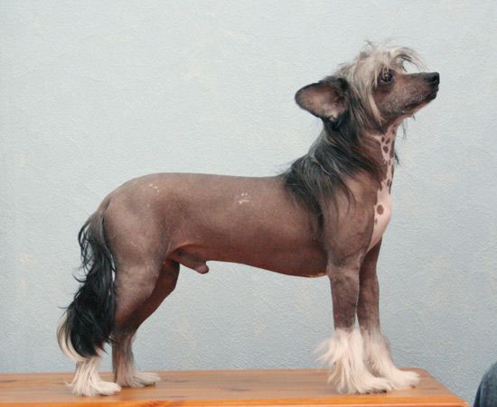 Dragon Moon Bandit Of Hearts