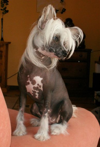 Everybody's Darling von Shinbashi