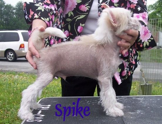 Edencrest Return To Chaos