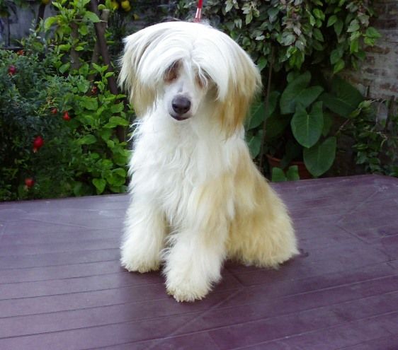 Lisbury's Luna de Shangai