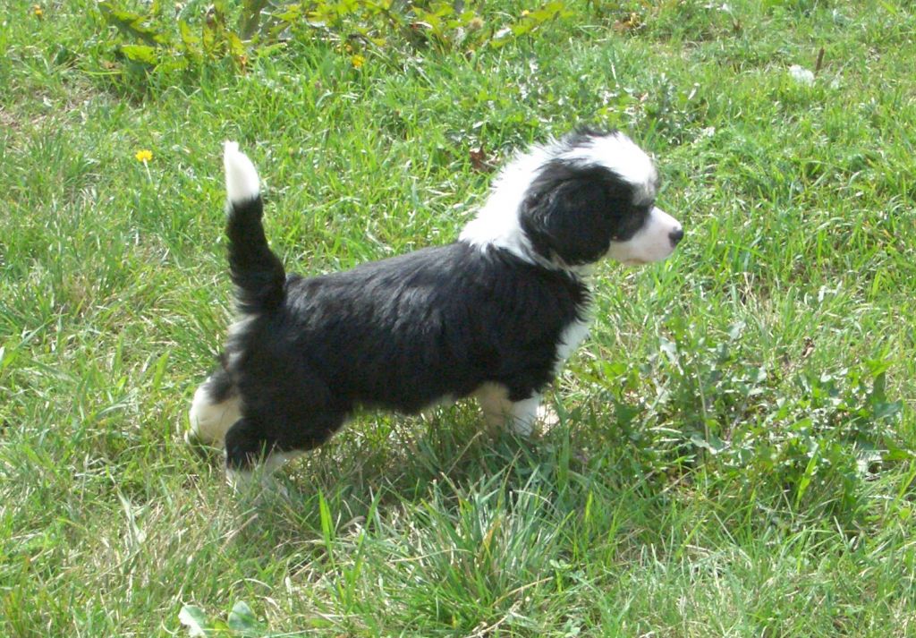 Cute and Crazy Devil