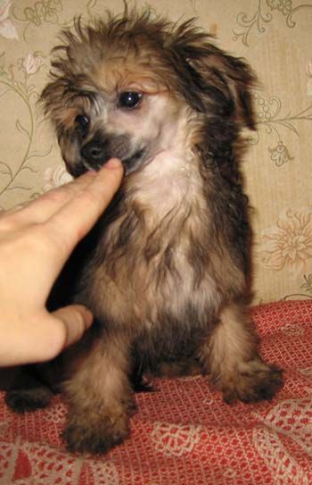 Apriori Vip Eclipse of the Moon 