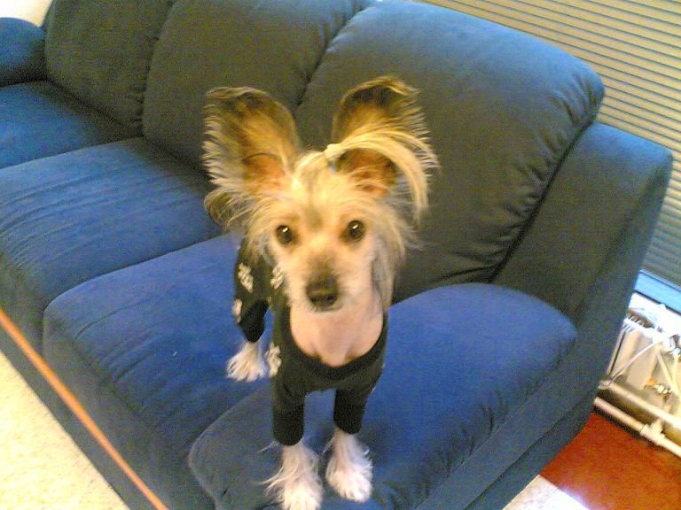 Tippytoes Le Chouchou