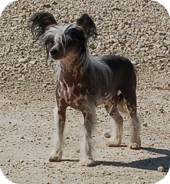 Vae-Lie des joyaux de melita