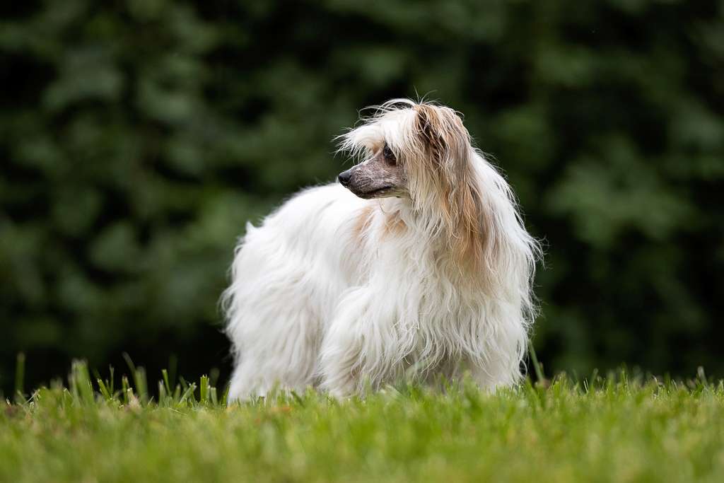 Love Song z Lubuskiej wsi