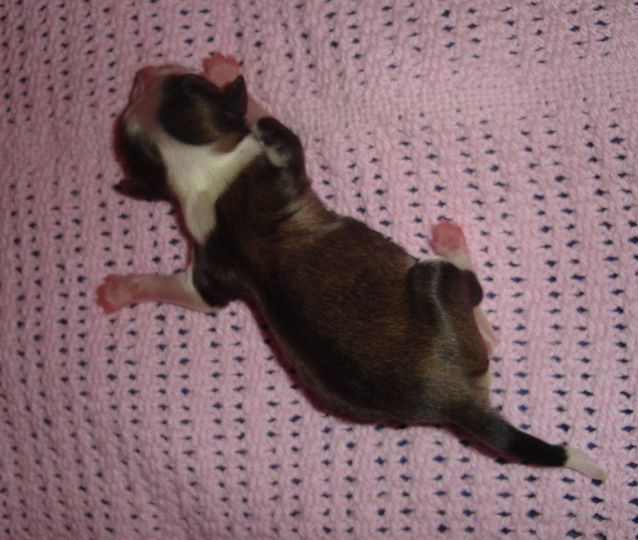 Magic'N Mystic Evening Starlight