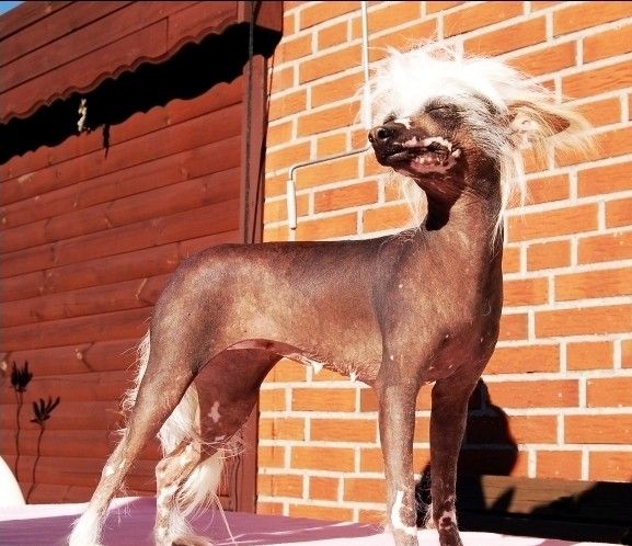 Be my Dog's April Snow