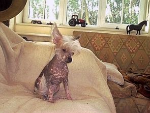 Be my Dog's Al Capone