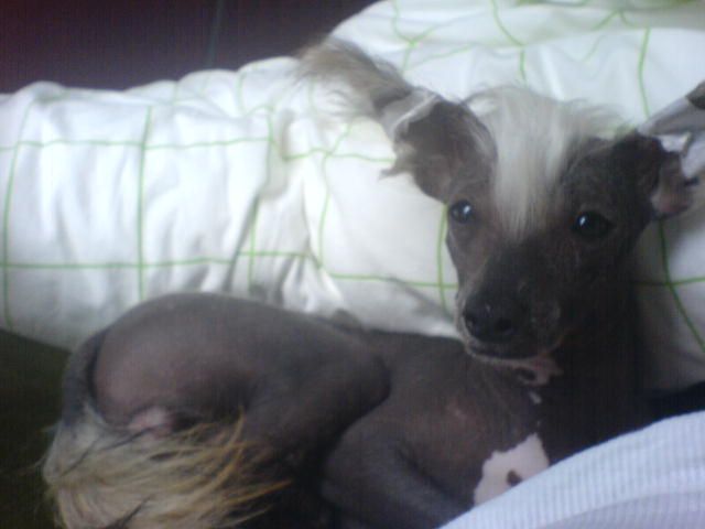 Casa Del Caboom's Mr. X-tra Nude