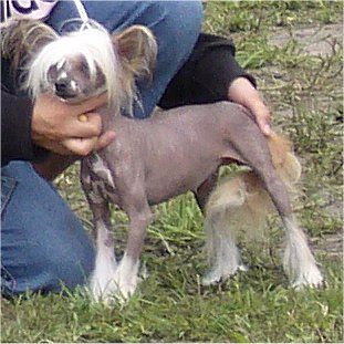 Cindy Chinese lover's