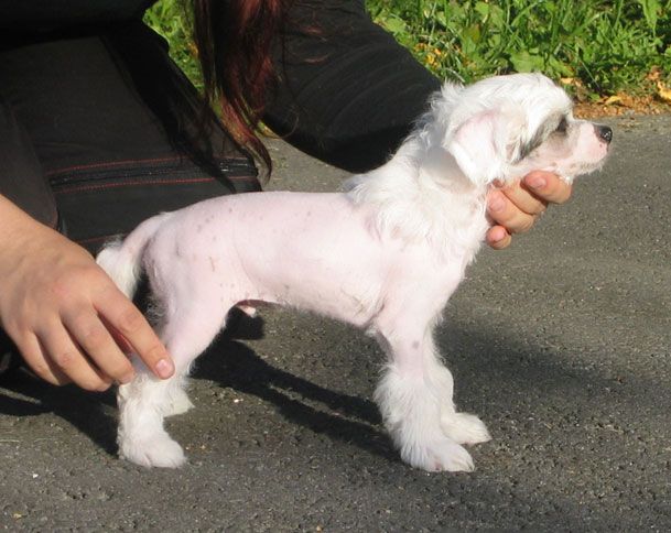 Stormblåstens Pardon My Pleasure